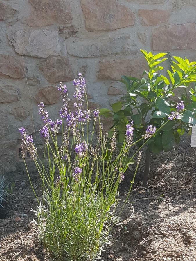 La Petite Bergerie Vila Roquebrune-sur-Argens Exterior foto